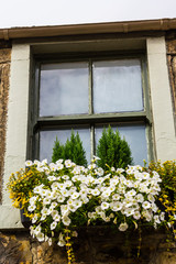 Old window and blooming flowers display 