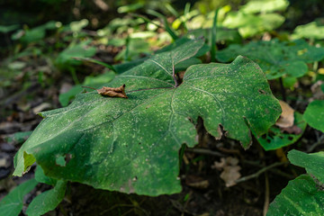 foglia verde primo piano