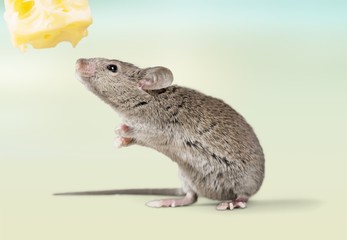 Mouse trap with cheese and mouse