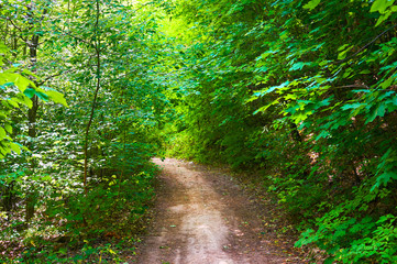 Obraz premium Footpath in the green forest. Forest conservation area. Natural Park.