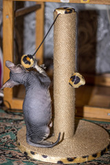 Very funny bald cat Sphynx stands on its paws and plays