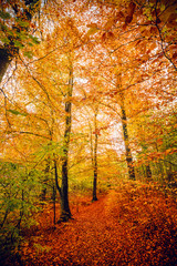 Fototapeta na wymiar Autumn colors in the forest with trees