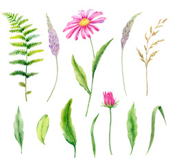 Watercolor flowers and leaves.