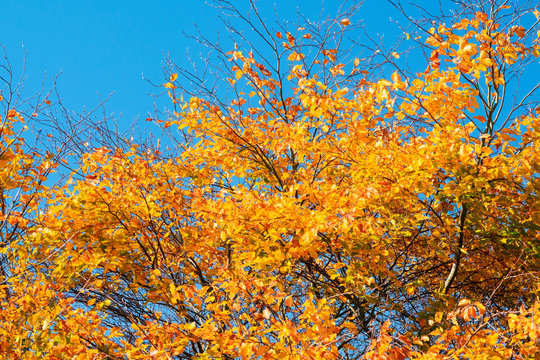Golden autumn leaves on a tree in the fall