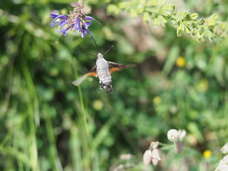 Taubenschwänzchen fliegt Salbei an und trinkt Nektar - Butterfly flies sage and drinks nectar
