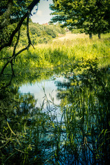 Beautiful tree branches over water in Summertime