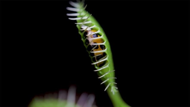 Insect caught by a plant and being eaten. Dionaea muscipula plant close up. Botany concept. Insect killing Venus flytrap. Plant eating bugs.  