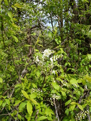 White cherry blossoms