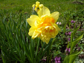 Garden flower yellow Narcissus