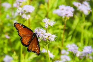 butterfly on a flower