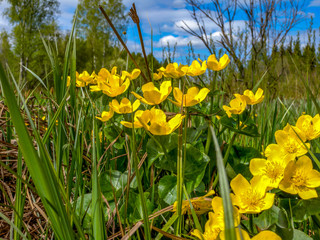 Yellow spring flowers grow in the forest near water bodies