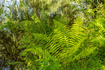 Beautiful green fern leaves in Summer at the canal  in the forest
