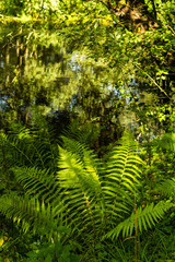 Beautiful green fern leaves in Summer at the canal  in the forest