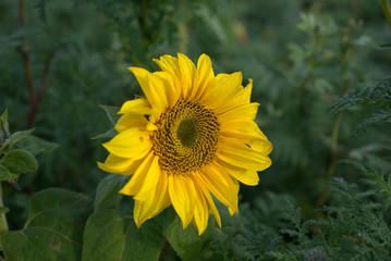 Eine Sonnenblume mit dem Tau auf der Blüte