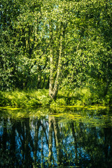 Beautiful birch tree at the canal with rfeflections in water