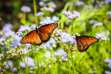 butterfly on a flower