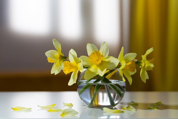 Yellow daffodils in a round glass vase. Still life.