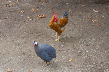 Rooster and pheasant walk around the yard