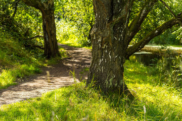 Path in the forest