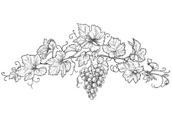 Hand Drawn Grape Branch with Berries
