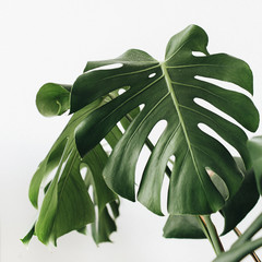 Tropical plant monstera in flowerpot on white background. © Floral Deco
