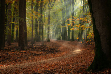 The most beautiful autumn forest in the Netherlands with mystical and mysterious views and...