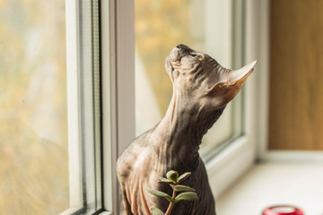 Very funny bald cat Sphinx plays near the window with green leaves