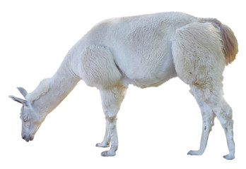 Beautiful white lama