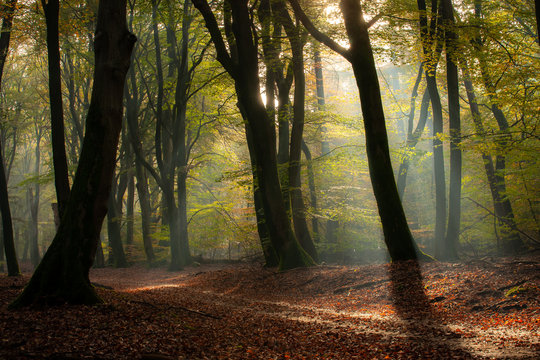 The most beautiful autumn forest in the Netherlands with mystical and mysterious views and atmospheric sunrises in the early misty mornings.