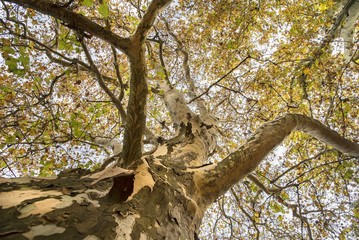 View of the old and big tree, from down to the tree top with green leaves.