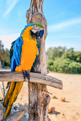 Colourful wild ara parrot © Silvia Eder