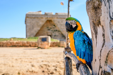 Colourful wild ara parrot © Silvia Eder