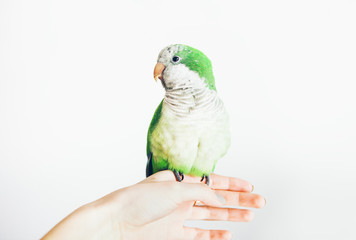 Close up of cute green domestic parrot sitting on owners arm. White background. Woman holds friendly small Quaker parakeet.