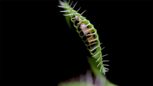 Struggling to escape and survive. Small insect trapped in the leaves of a carnivorous plant. Venus flytrap plant eating insects. 