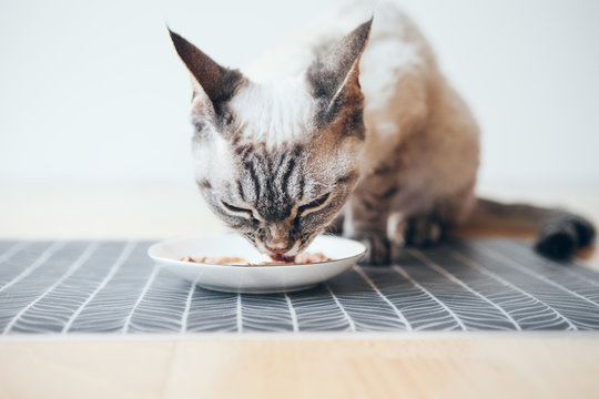 Close-up Of A Cat Eating Delicious Premium Quality Wet Tin With Salmon Taste.  Grain-free Formula Is Ideal For Pets With Allergies. The Perfect Way To Add Variety And Excitement To Dry Food.