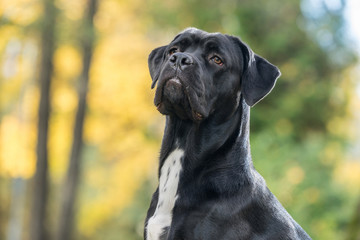 Portrait of a Cane Corso dog breed on a nature background. Dog playing on the grass with colored leaves in autumn. Italian mastiff puppy.