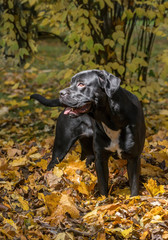 Portrait of a Cane Corso dog breed on a nature background. Dog playing on the grass with colored leaves in autumn. Italian mastiff puppy.