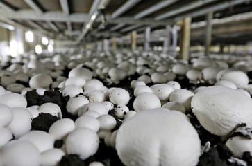 Mushroom with farm