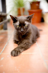 Black cat of 17 years with diabetes