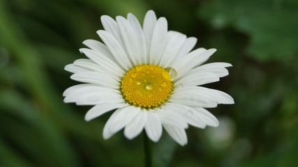 Obraz premium daisy in the grass