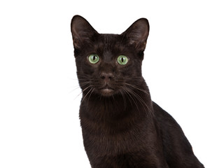 Head shot of young adult Havana Brown cat kitten, sitting and looking with green eyed sweet face to camera. Isolated on a white background.