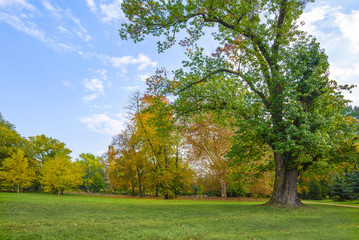 Fototapeta premium Park in the early fall with the big tree