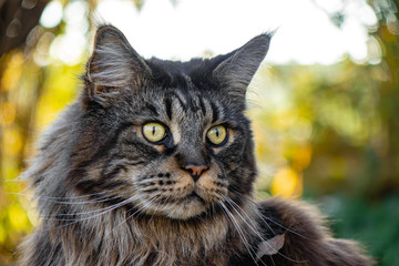 Main Coon