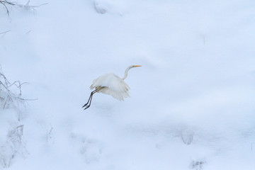 white heron flying in the background of white snow
