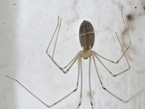Eine Zitterspinne sehr nah: K&ouml;rper, Augen, Mundwerkzeuge,Spinnenf&auml;den