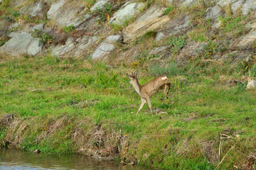 Roe deer with antlers jumping on the rock meadow 