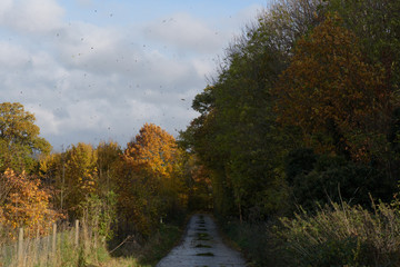 Birds flying and leaves blowing in the autumn wind