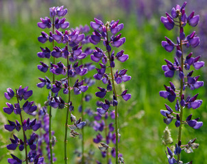 Naklejka premium Violet lupinus in a garden.