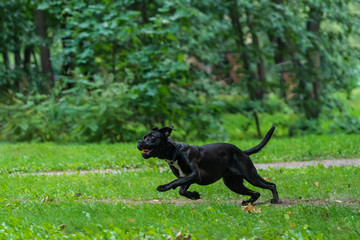Portrait of a Cane Corso dog breed on a nature background. Dog running and playing ball on the grass in summer. Italian mastiff puppy.