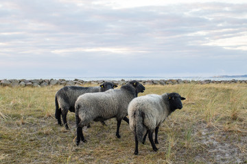 Naklejka na ściany i meble drei Schafe auf einer Weide an der Ostsee